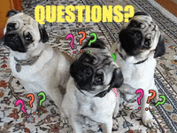 3 pugs tilting heads. Question marks float around their heads. The text reads, 'Thoughts? Feelings? Questions?'
