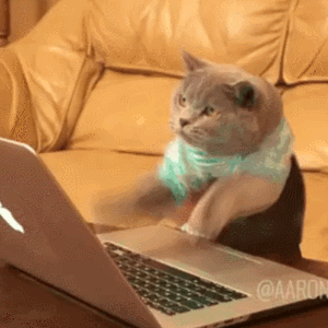 A cat typing on the laptop