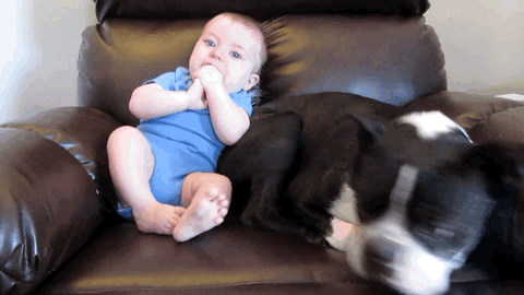 A baby sitting in a chair with a dog. The dog jumps off the bed and the baby tips over.