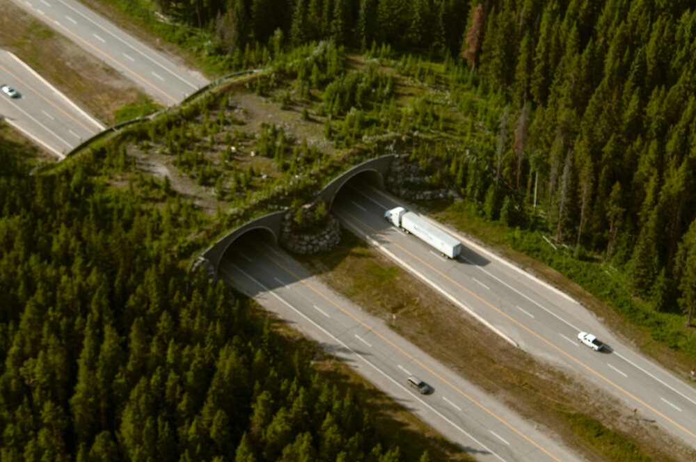 Des corridors fauniques ont été construits au-dessus et en dessous de la Transcanadienne afin de relier les parcelles d’habitat entre elles. Crédit : Parcs Canada