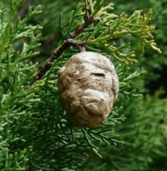 Кипарис