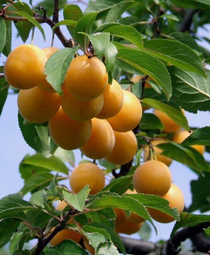 Слива Мірабель