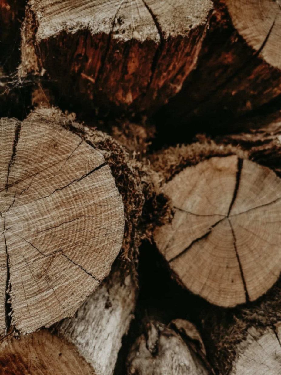 Кедрове дерево