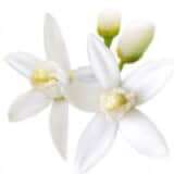 Апельсиновий цвіт