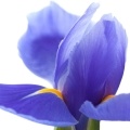 Ірис