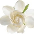 Гарденія