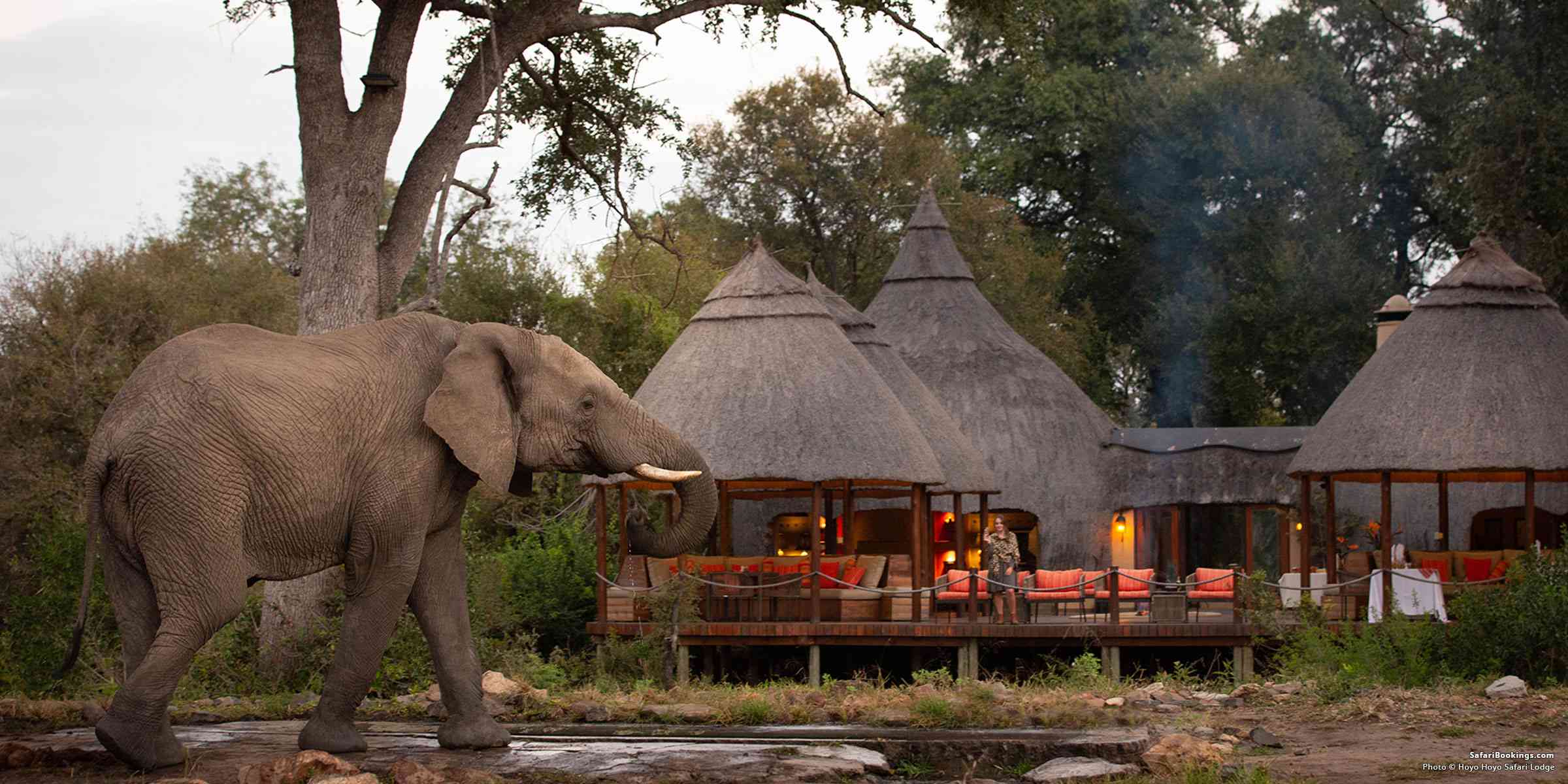 Kruger Safari Game Drive