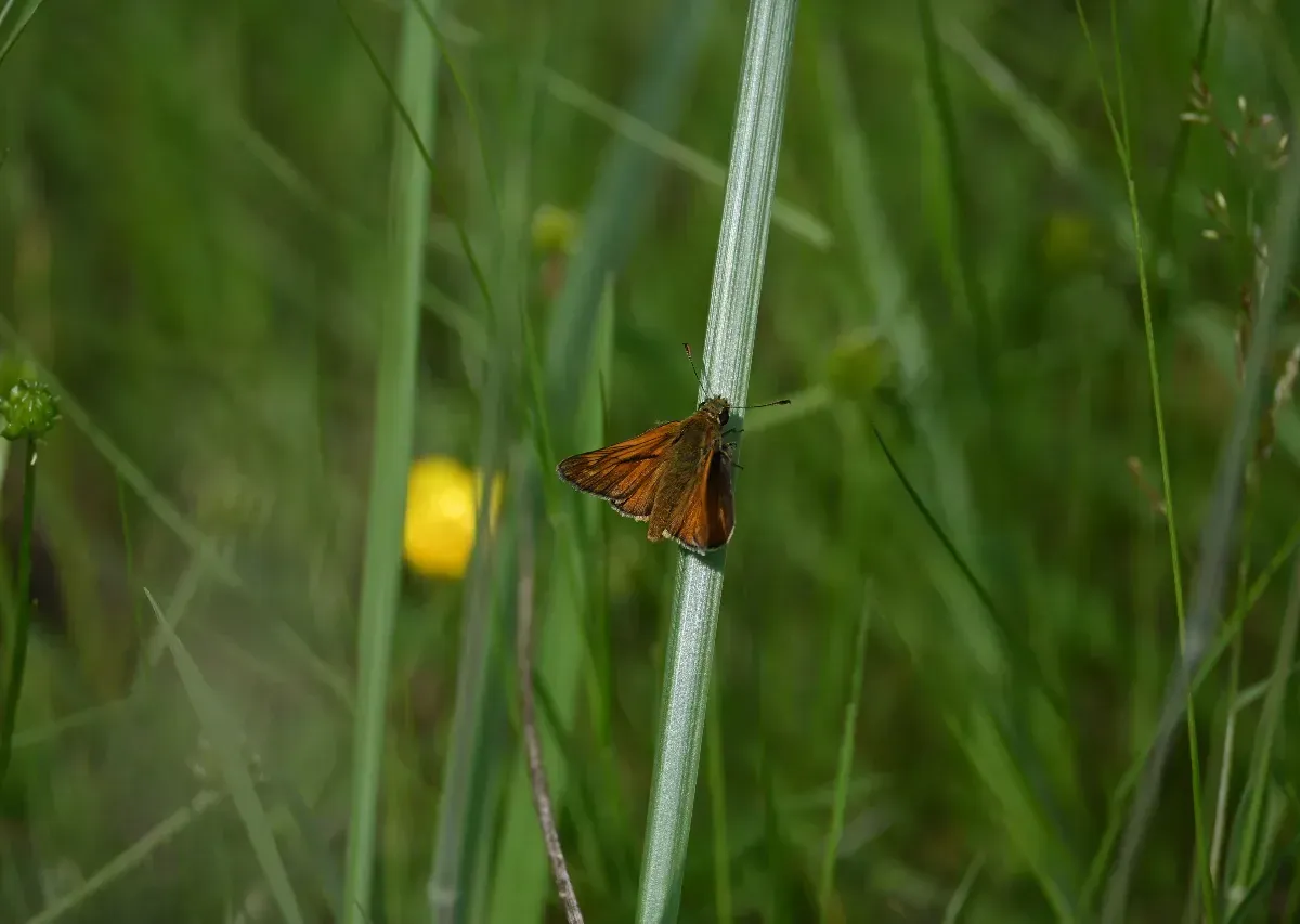 DSC_6068.webp