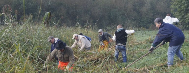 Les apiculteurs amateurs au petit soin pour la roselière du rucher communautaire