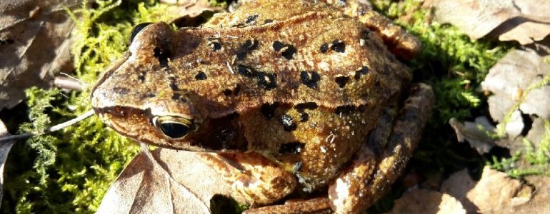 Chantier à Roost-Warendin avec des détenus de Douai