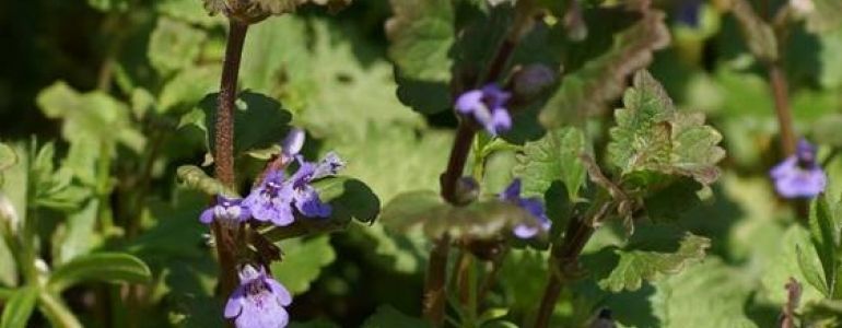 [Des idées pour la biodiversité] - Hélène nous raconte