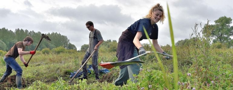 La Voix du Nord parle des Blongios et de l'éco-volontariat