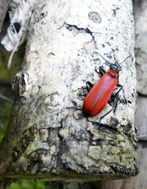 photo d'une coccinelle