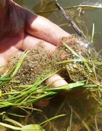 photo d'œufs de grenouille