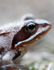 photo d'une grenouille