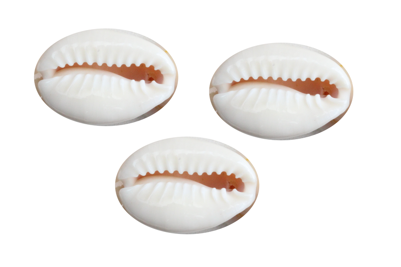 Coquillage : cowrie du Pacifique