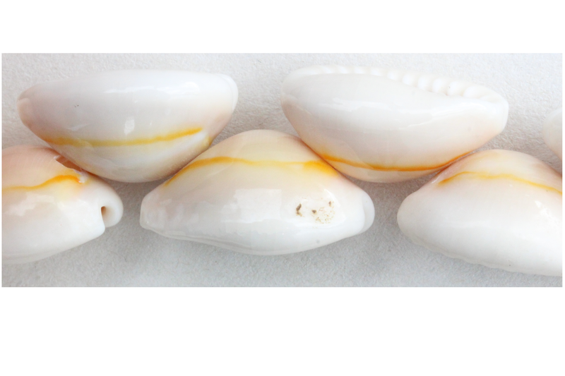 Coquillage : cowrie du Pacifique