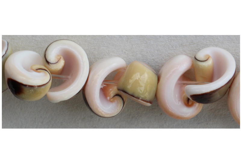 Coquillage en demi cercle