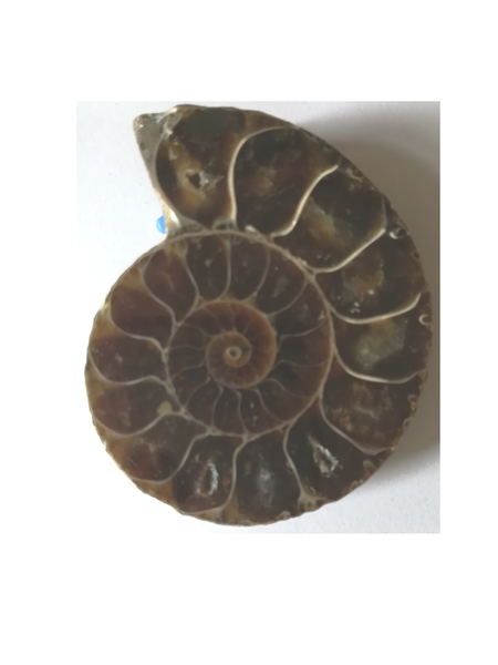 Fossile ammonite brun foncé aspect poli