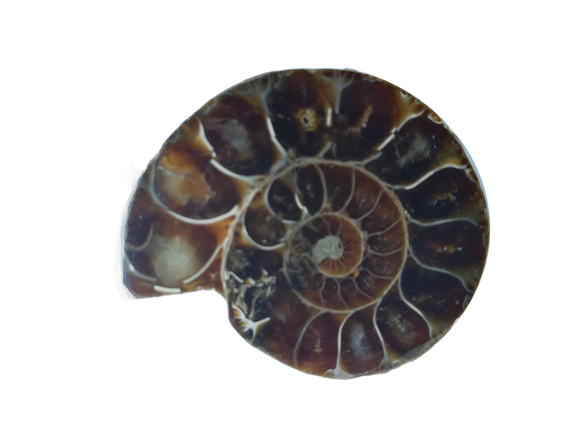 Fossile ammonite brun foncé aspect poli
