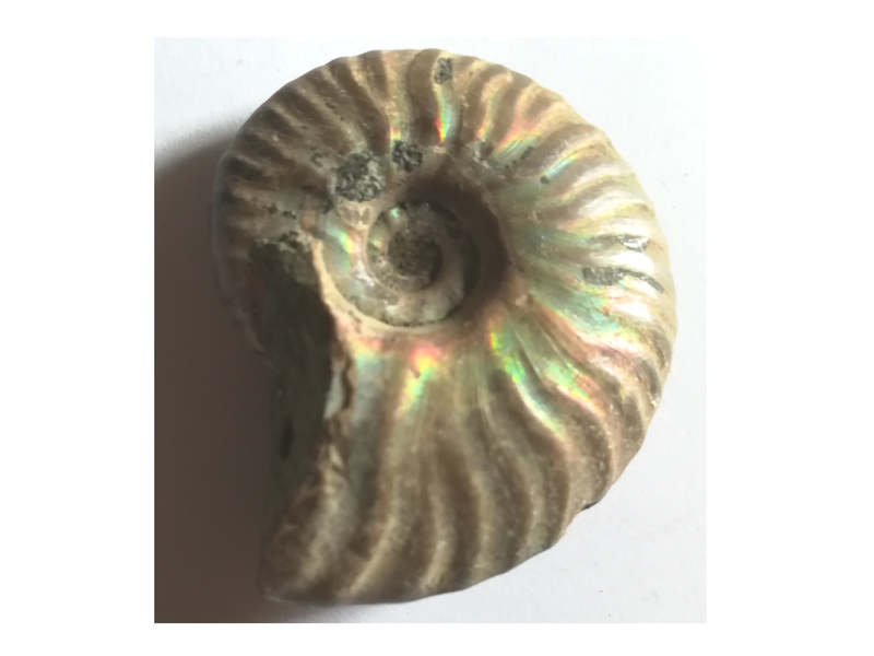 Fossile de goniatite apect brut avec de jolis reflets vert / jaune
