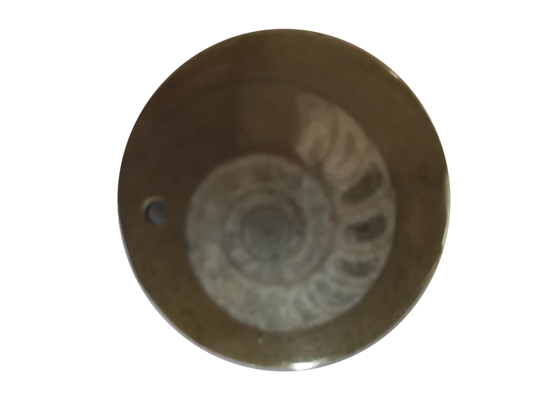 Fossile d'ammonite emprisonné dans la pierre