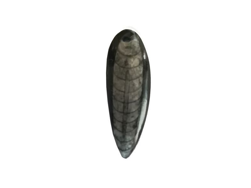 Fossile d'Orthocère pour pendentif ou collier