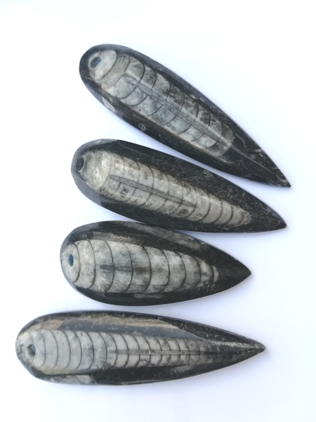 Fossile d'Orthocère pour pendentif ou collier