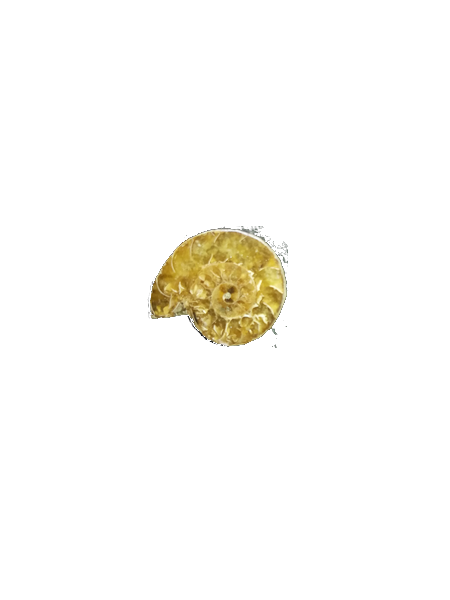 Fossile ammonite brun clair aspect poli