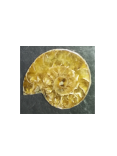 Fossile ammonite brun clair aspect poli