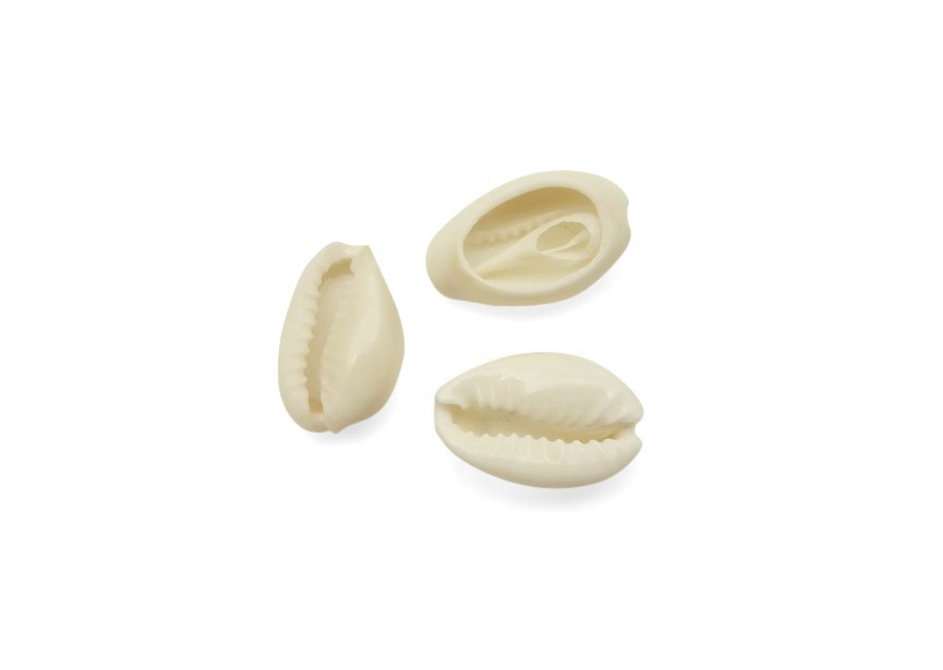 Coquillage : cowrie du Pacifique +/- 15 mm