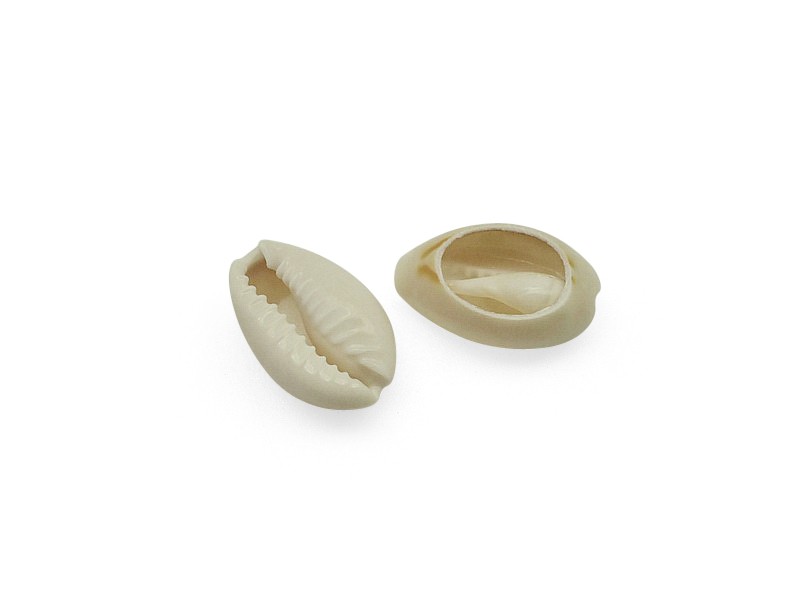 Coquillage : cowrie du Pacifique +/- 16 mm