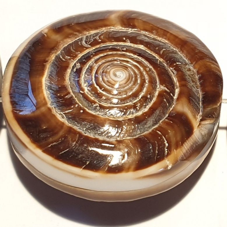 Coquillage