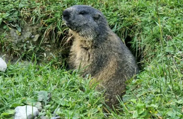 Groundhog Day