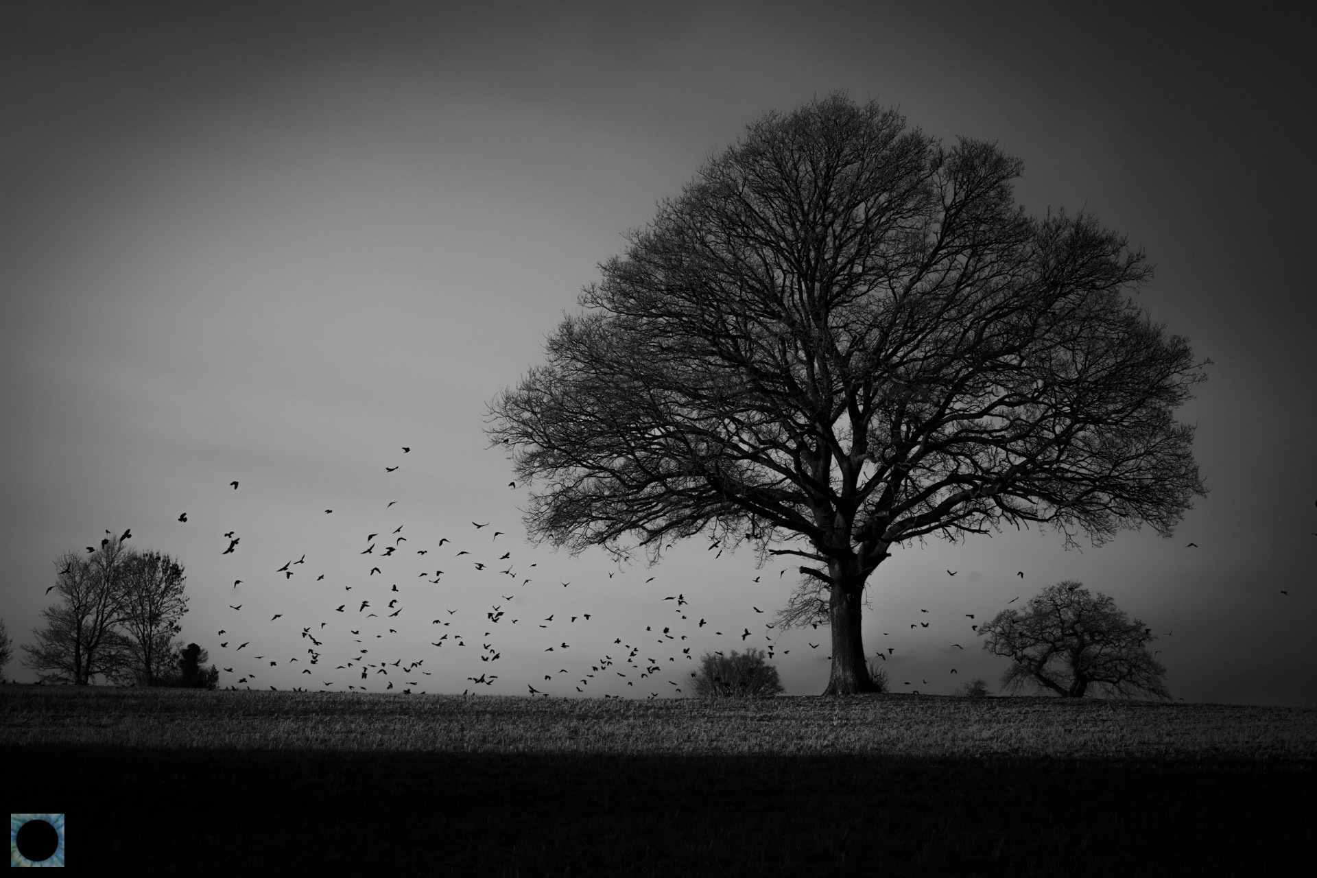 Infra Trees In Monochrome