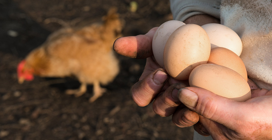 Egg Laying Chicken (2)