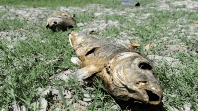 Alerta global en el Día de la Tierra: 2024 y 2025 rompen récords como los años más cálidos de la historia