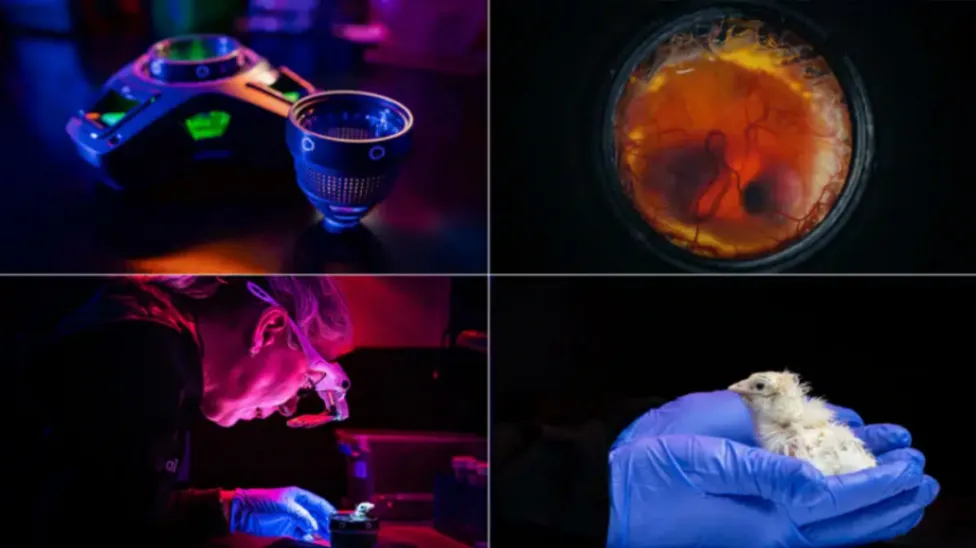 El nacimiento de pollitos en laboratorios acelera la carrera biotecnológica por la "desextinción" de especies