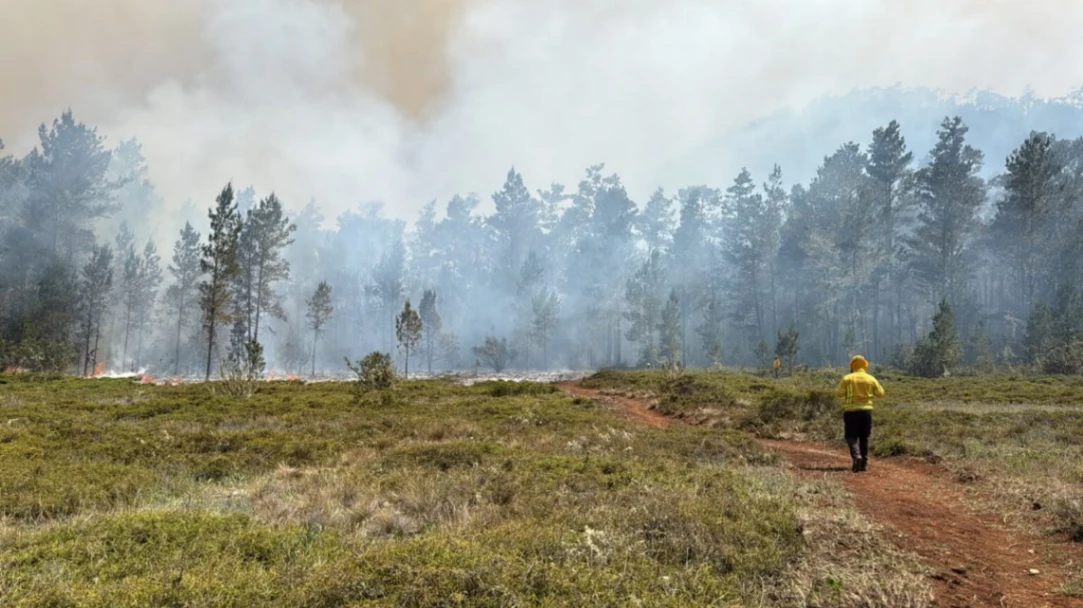 Brigadas forestales frenan avance de incendio en Sierra de Bahoruco tras afectar más de 1,200 hectáreas