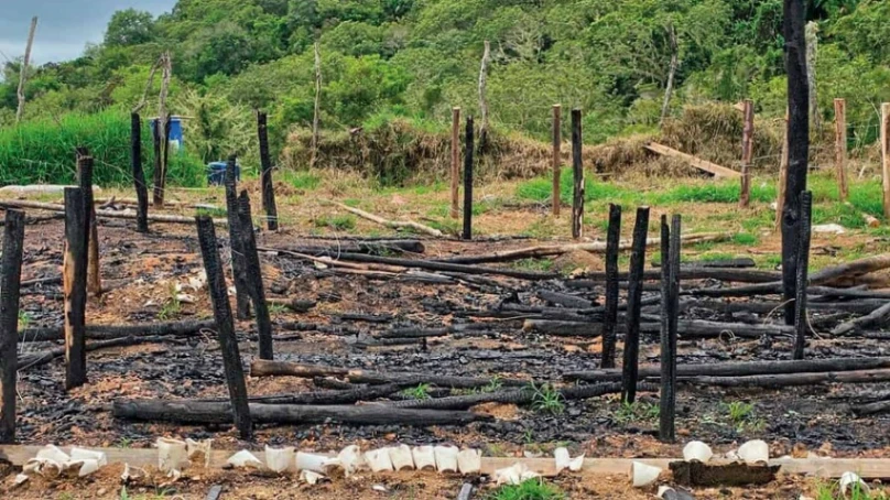 San José de Ocoa se convierte en foco de cultivos de marihuana con más de 15,000 plantas decomisadas en un mes