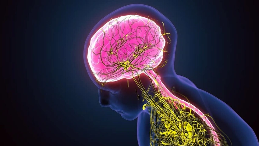 La biología del entendimiento: cómo el sistema nervioso redefine la solución de conflictos