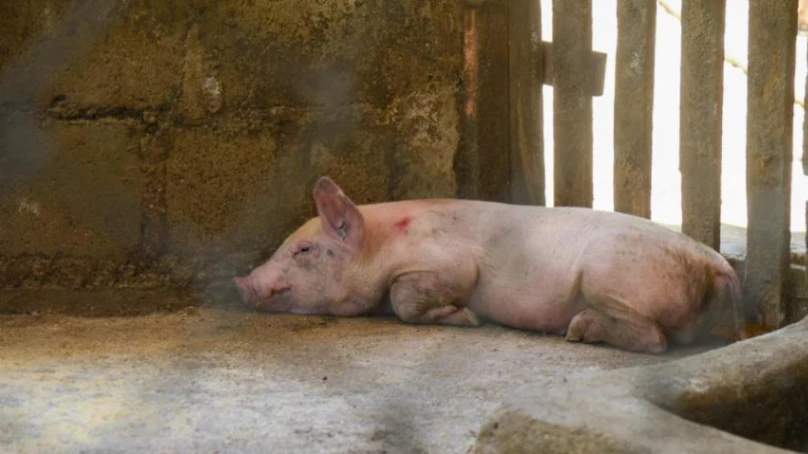 Embajada estadounidense alerta a viajeros sobre restricciones porcinas vigentes por la peste porcina africana