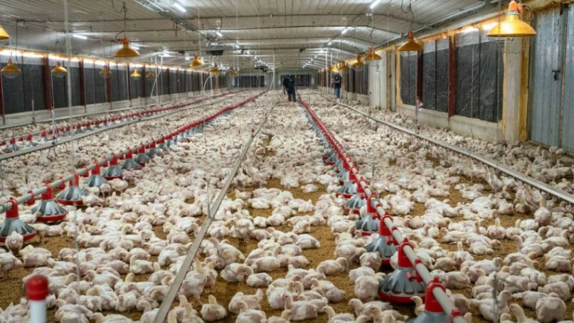 Alza del maíz, la soya y el petróleo encarece la producción avícola en República Dominicana
