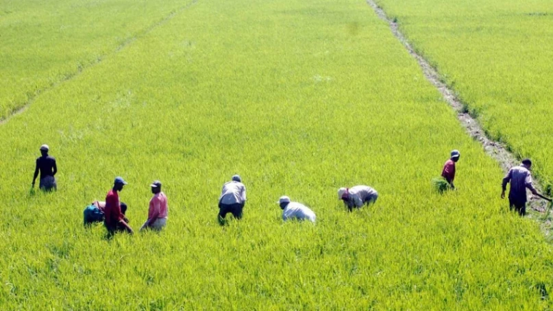 Sector arrocero acusa a una "mafia importadora" detrás del reclamo de EE. UU. para derogar el decreto que protege el arroz criollo