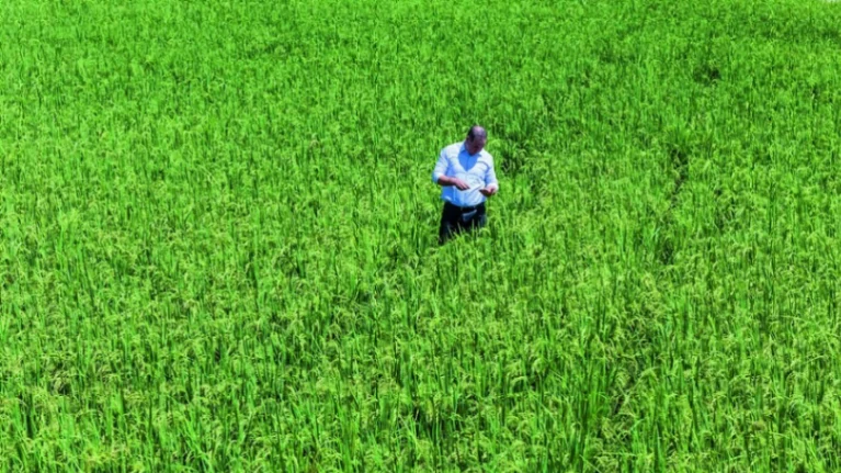 Abinader elimina el decreto que protegía el arroz nacional con aranceles de hasta 99 %