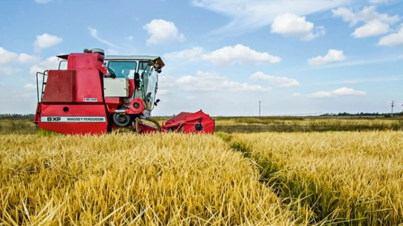 El arroz de EE. UU. llega con respaldo estatal: ayudas de US$328 por hectárea justo cuando RD elimina su arancel