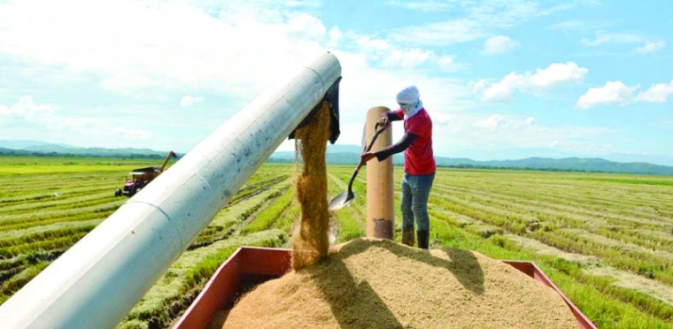 Arroceros rechazan las ocho medidas del Gobierno: dicen que no frenan la competencia del arroz estadounidense