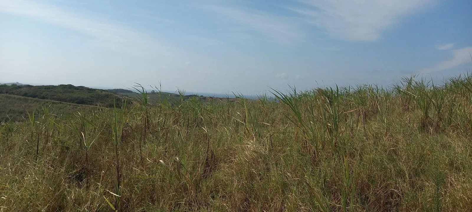 1.1 ha Land available in Seaton Estate