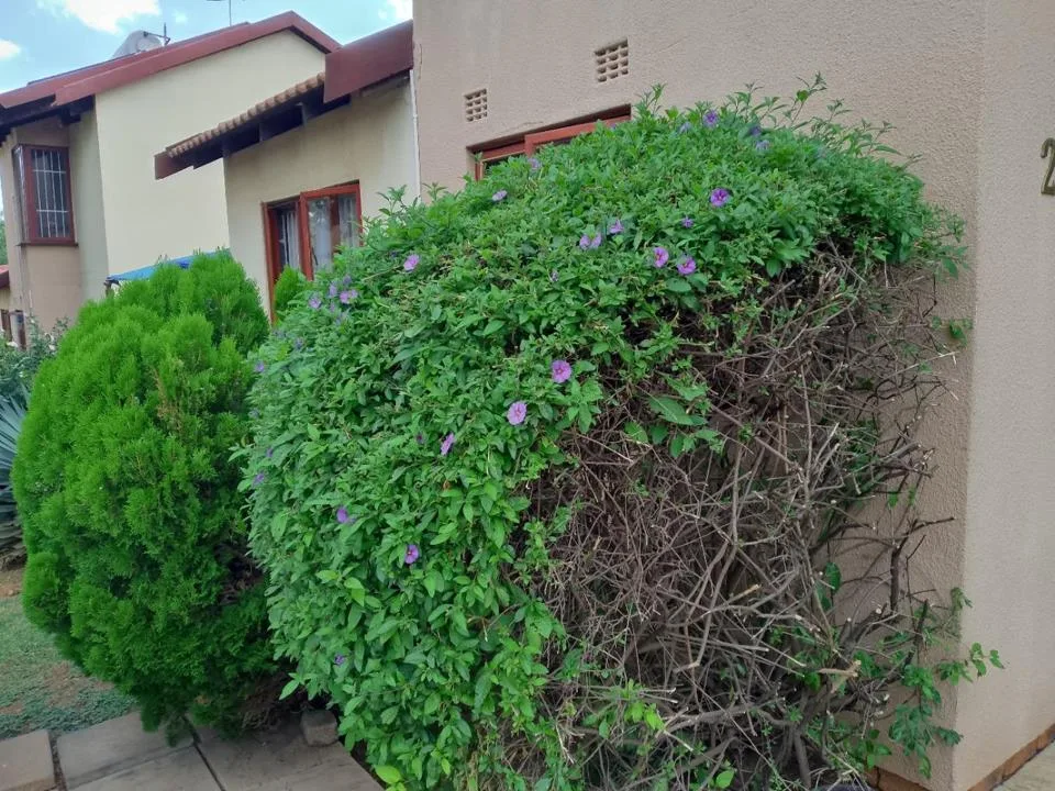 3 Bedroom Townhouse to rent in Liefde En Vrede