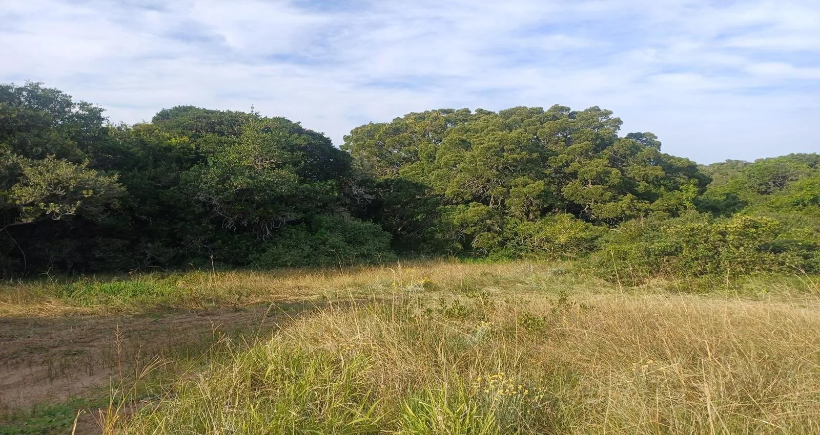 10 ha Land available in Chelsea